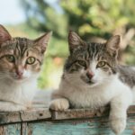 two brown tabby cats on wood planks v