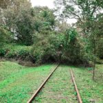 a tree that has fallen on a train track