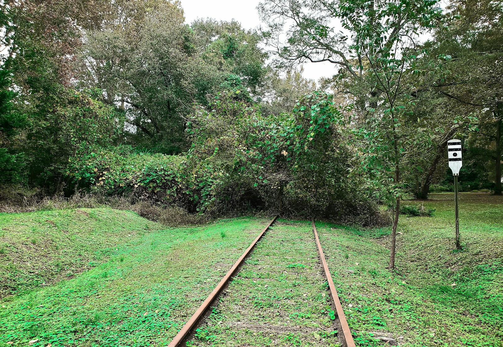 a tree that has fallen on a train track