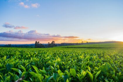 Agricoltore utilizza tablet per monitorare sensori IoT nei campi - digitalizzazione agroalimentare