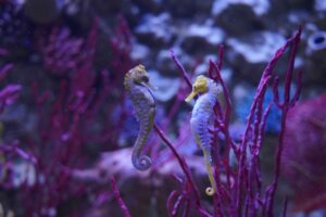 Gardaland SEA LIFE Aquarium, San Valentino sotto le onde