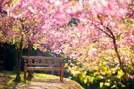 Idee Casa Primavera 2026: Far Entrare la Rinascita tra le Mura Domestiche