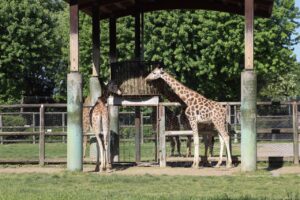 Le Cornelle, weekend da record tra nuovi arrivi e nuove nascite