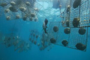 Acquario di Genova, viaggio tra perle nell’ultimo Mercoledì Scienza prima dell’estate