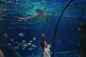 Giornata Mondiale degli Oceani, al Gardaland SEA LIFE Aquarium scatta la mobilitazione globale