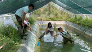 Life Claw, sette anni per salvare i gamberi di fiume: rilasciati 10.500 giovani esemplari