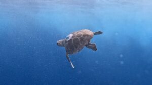 Angela e Lisa tornano in mare: dopo le cure all’Acquario di Genova, libere due tartarughe