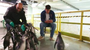 Rugby, Tommaso Allan battezza due pinguini all’Acquario di Genova: si chiamano Puma e Ruck